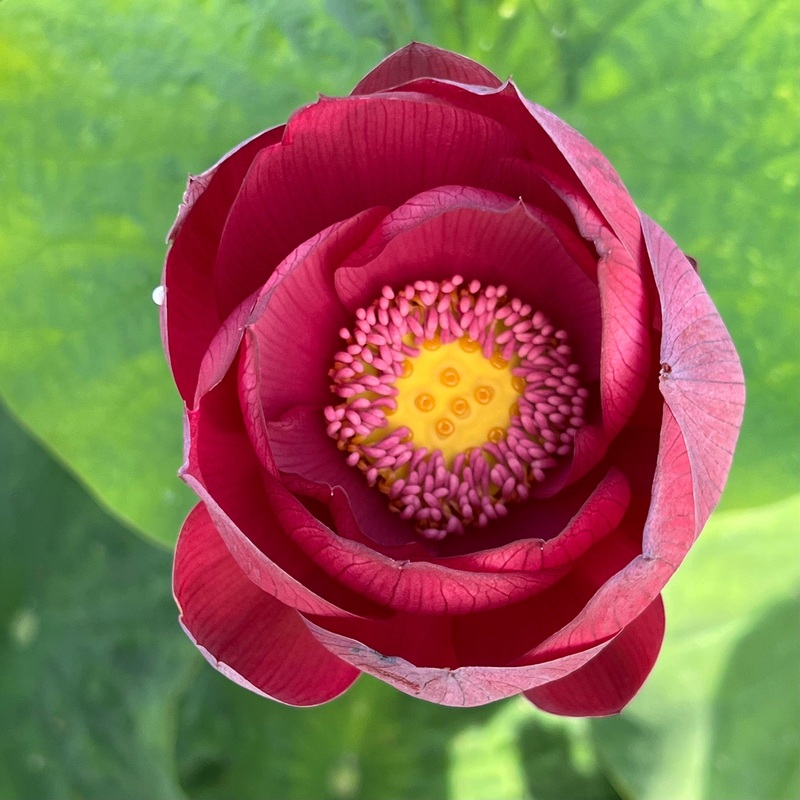 Ancient Capitol Red Palace - Deep Dark Red Lotus (Bare Root)