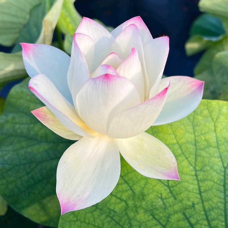Beauty Gui Lotus (Bare Root)