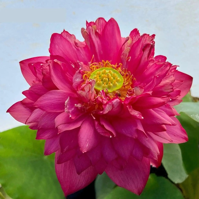 Beauty in Autumn Lotus (Bare Root)