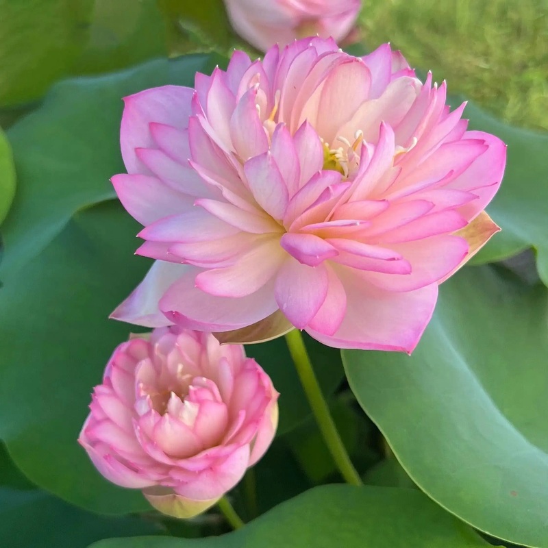 Beauty Jing Lotus (Bare Root)