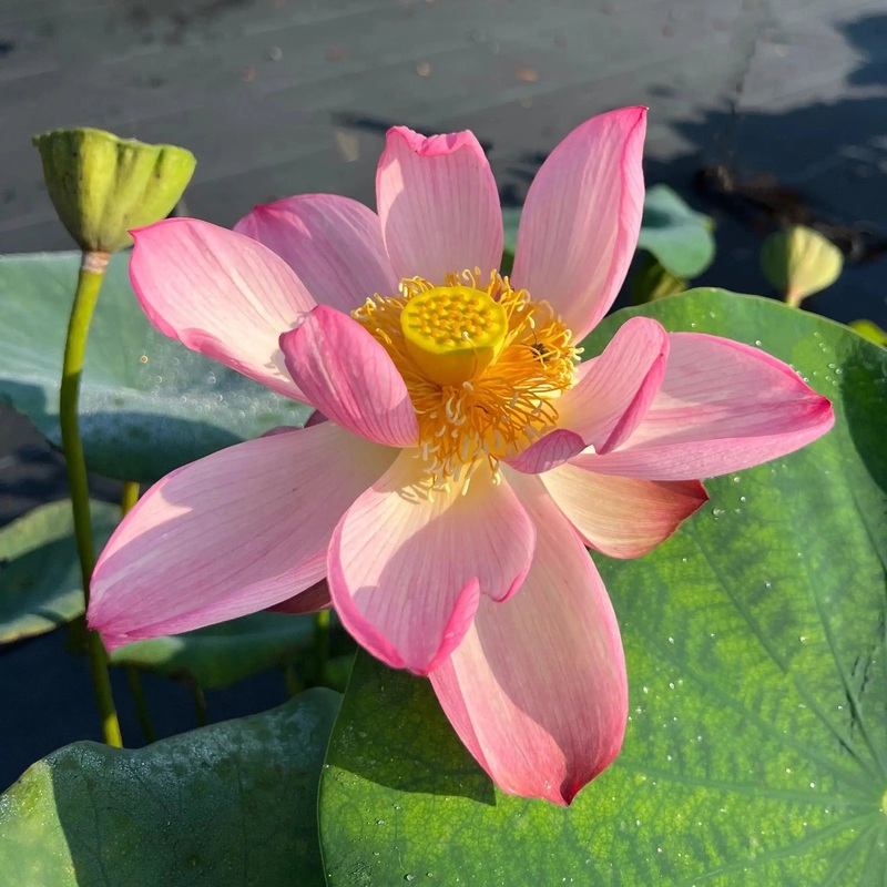 Beauty Makeup Lotus (Bare Root)