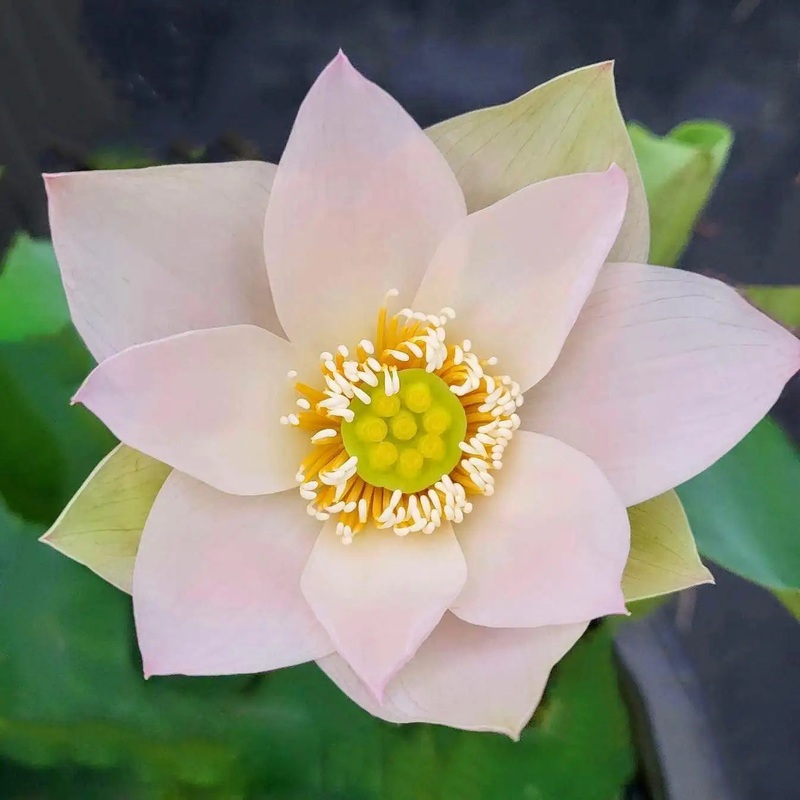 Beauty Ning - Micro Lotus (Bare Root)