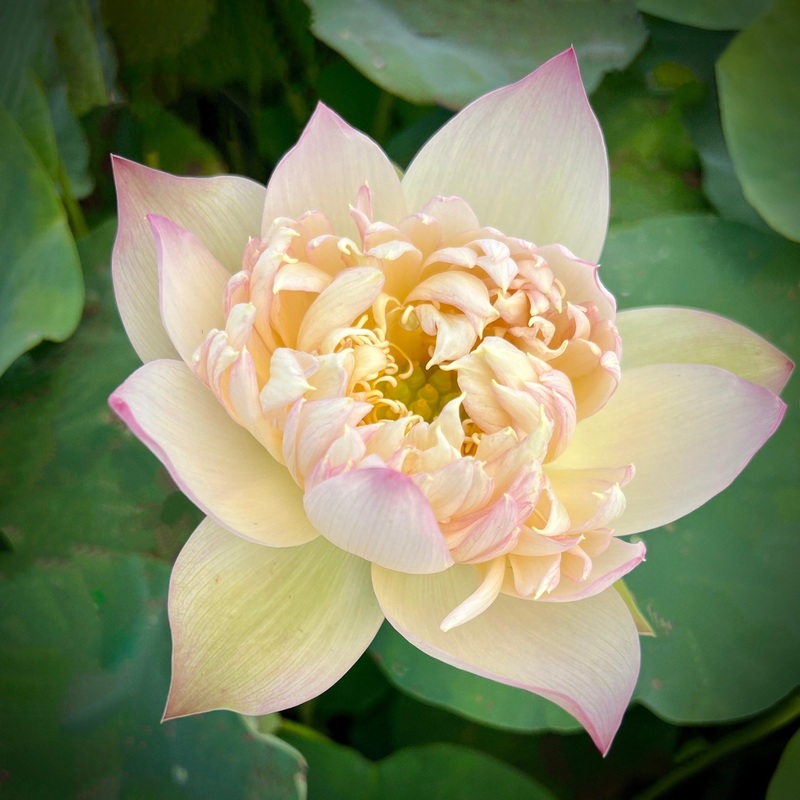 Beauty Zang Lotus (Bare Root)
