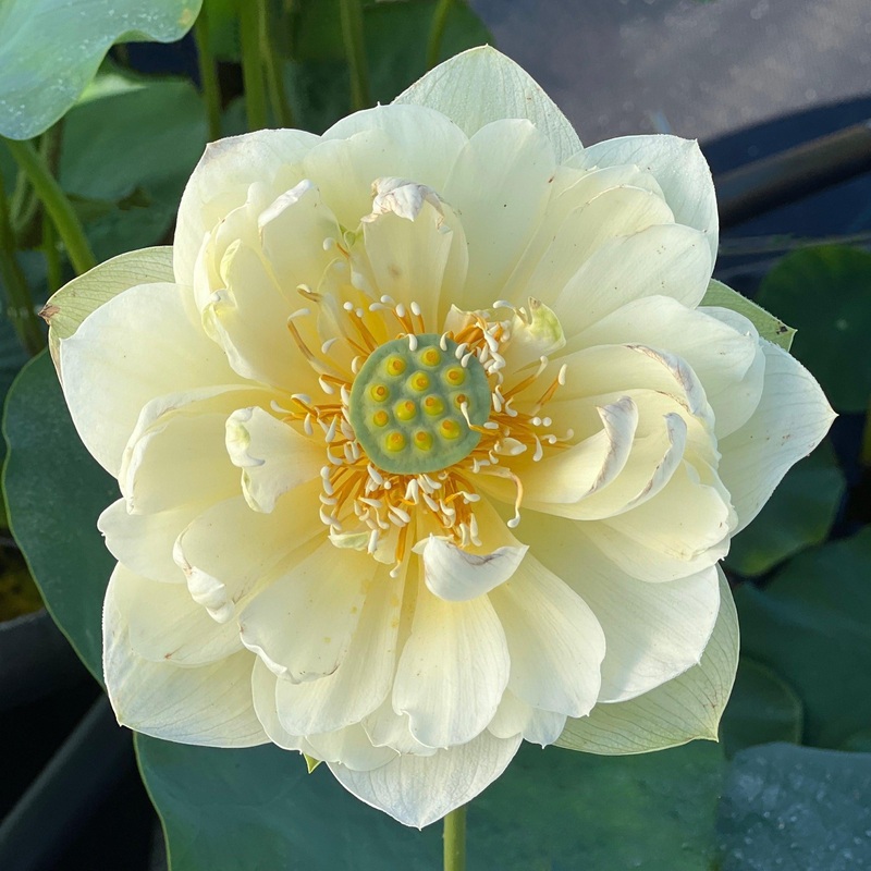 Butterscotch - An Indian Beauty Lotus (Bare Root)