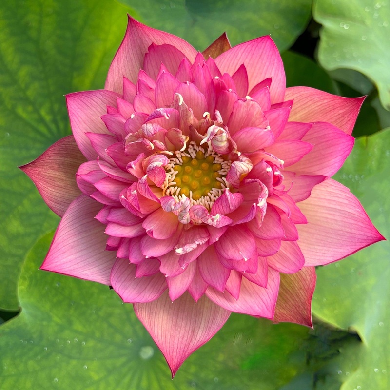 Chinese Lark Lotus (Bare Root)