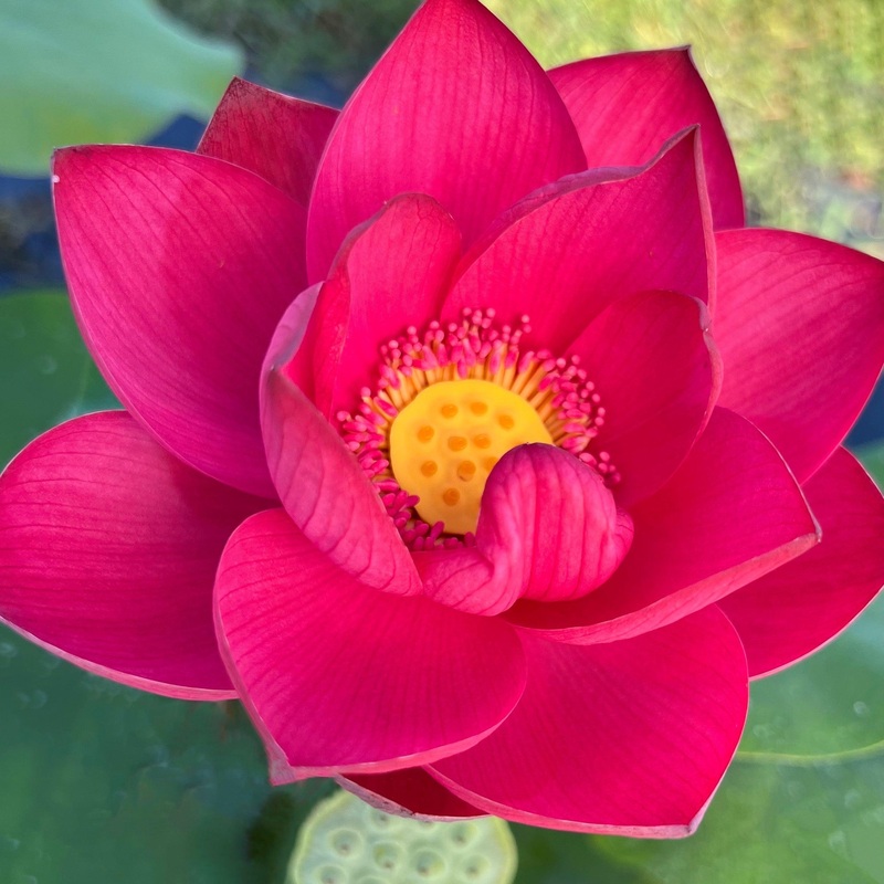 Circular Shadow - Wonderful Surprise Lotus (Bare Root)