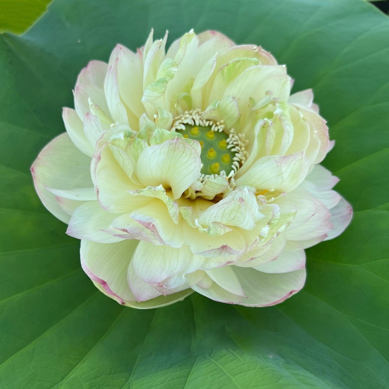 Clouds in Moling Lotus (Bare Root)