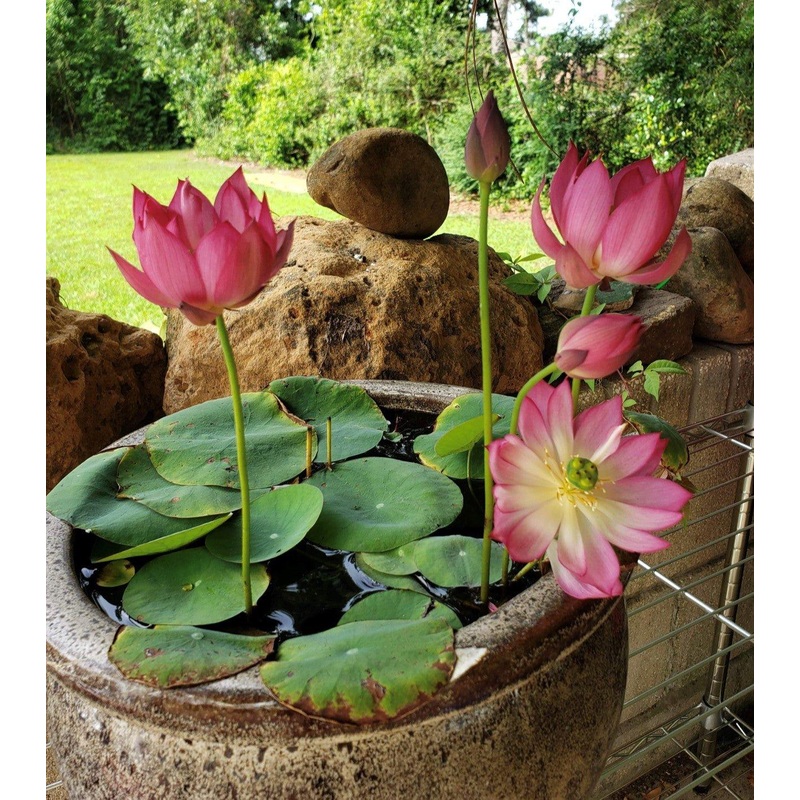 Colorful Lantern in Qinhuai - Tiny Lotus (Bare Root)