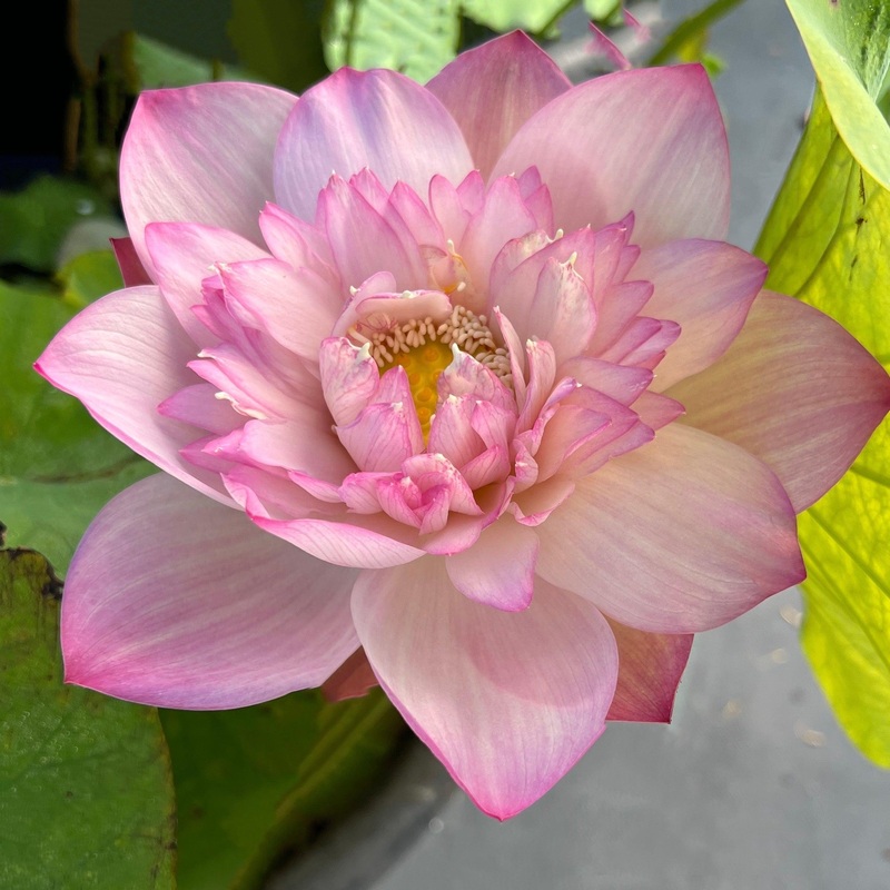 Crispy Lotus - Fresh and Beautiful Lotus (Bare Root)