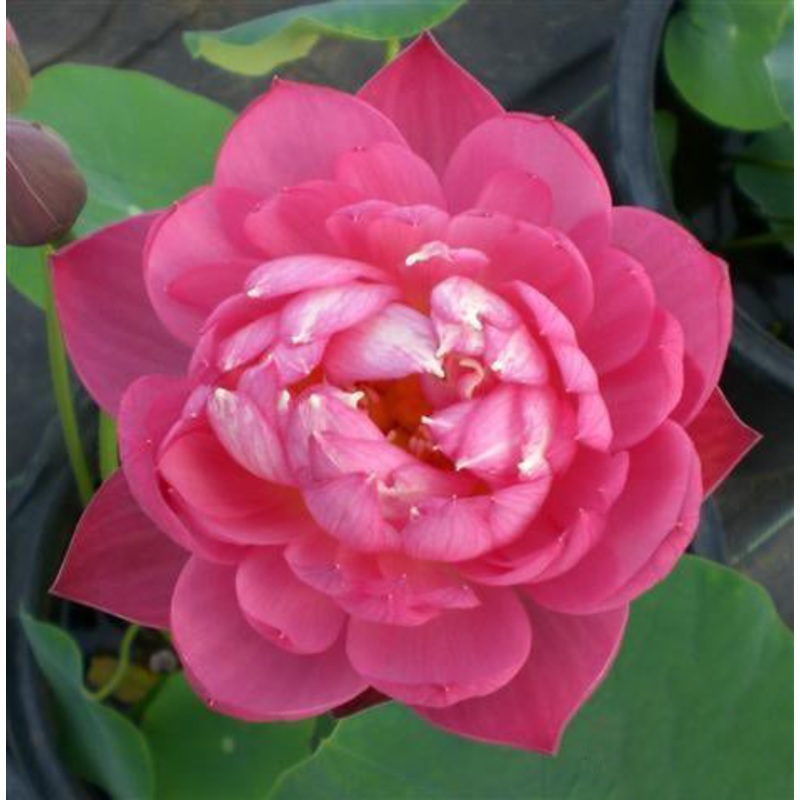 DaBear - Roll, Tide, Roll - Lotus (Bare Root)