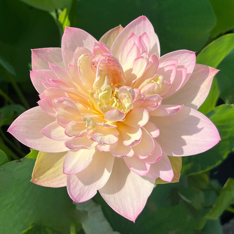 Delicate & Pretty Lotus (Bare Root)