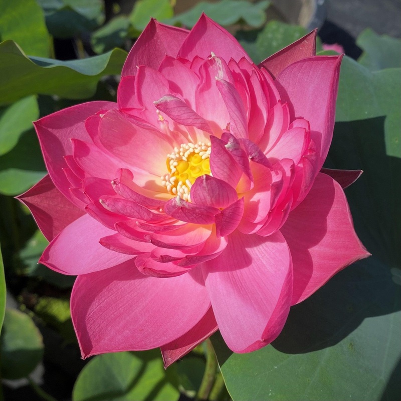 Double Rose Lotus (Bare Root)