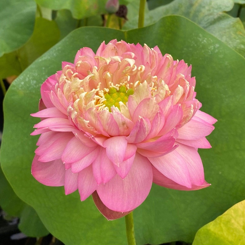 False Moonlight Lotus (Bare Root)