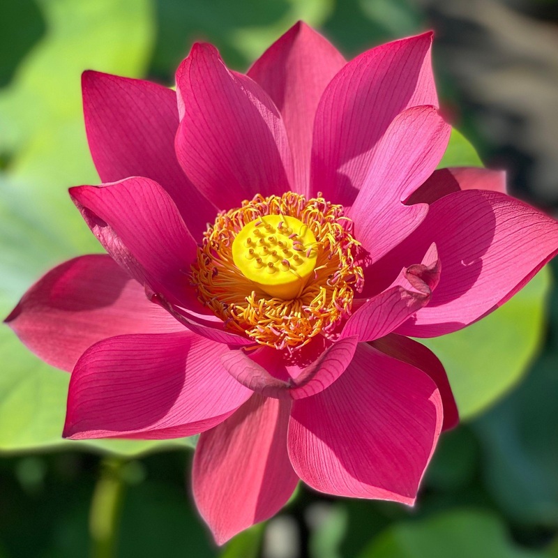 Flamingo - Red Stamen Lotus (Bare Root)