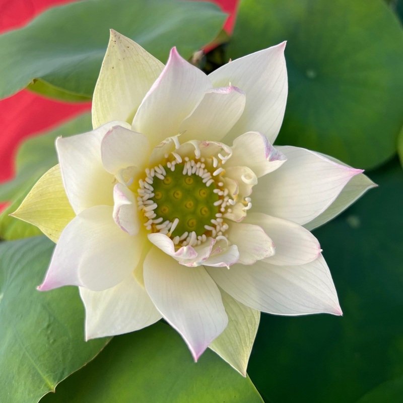 Flower Rain Mini Lotus (Bare Root)