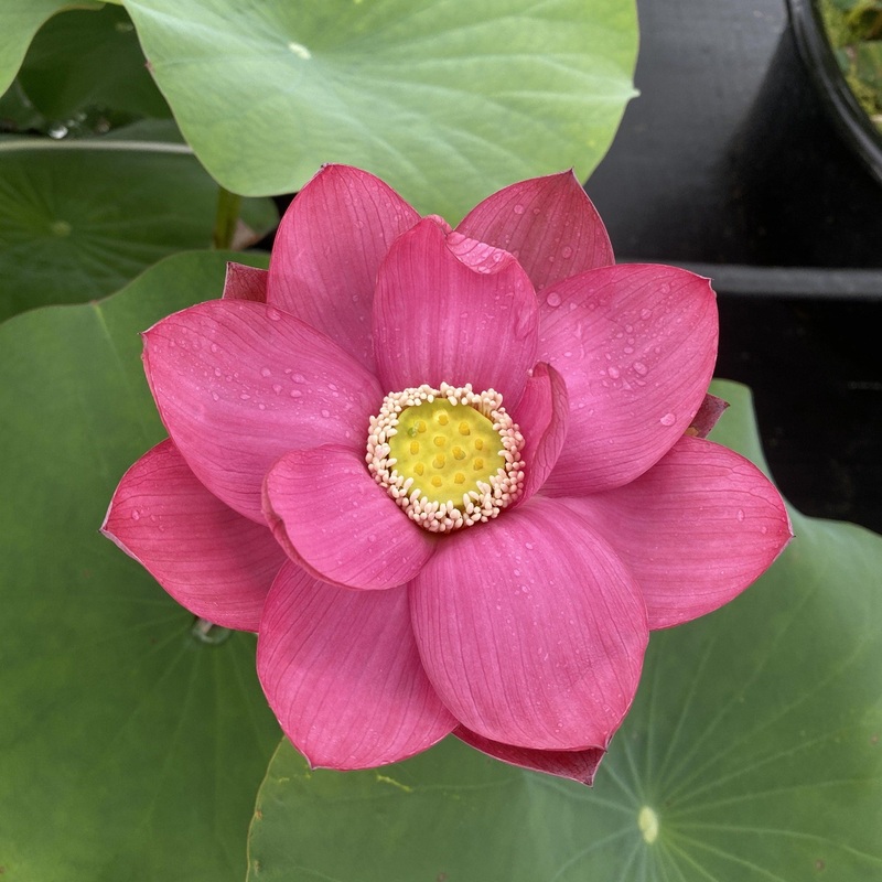 Ford's Red Raptor Lotus (Bare Root)