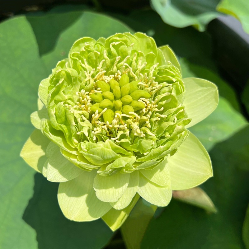 Gold & Jade Peony - Green Lotus (Bare Root)