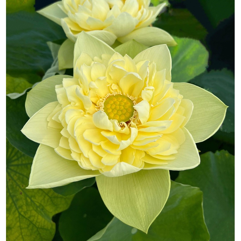 Golden Builder Lotus (Bare Root)