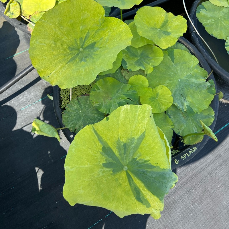Golden Splash Hibiscus - Variegated Leaves Lotus (Bare Root)