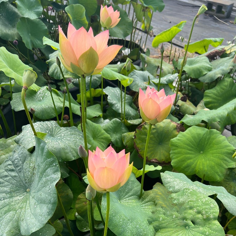 Golden Sunset Lotus (Bare Root)