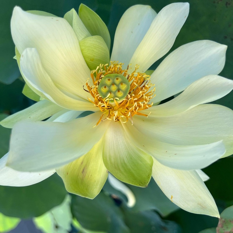 Green Love - Lucky Green Lotus (Bare Root)