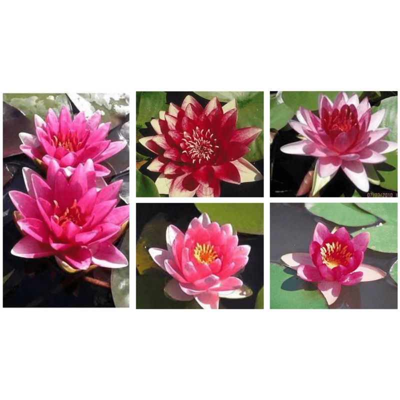 Grower's Choice Red Hardy Water Lily (Bare Root)