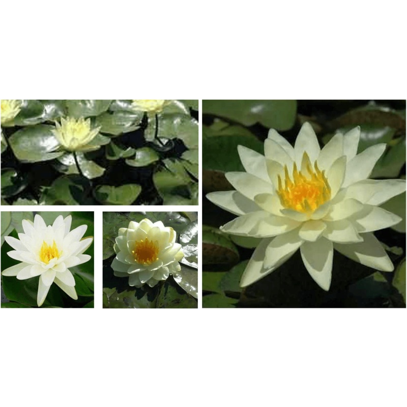 Grower's Choice Yellow Hardy Water Lily (Bare Root)