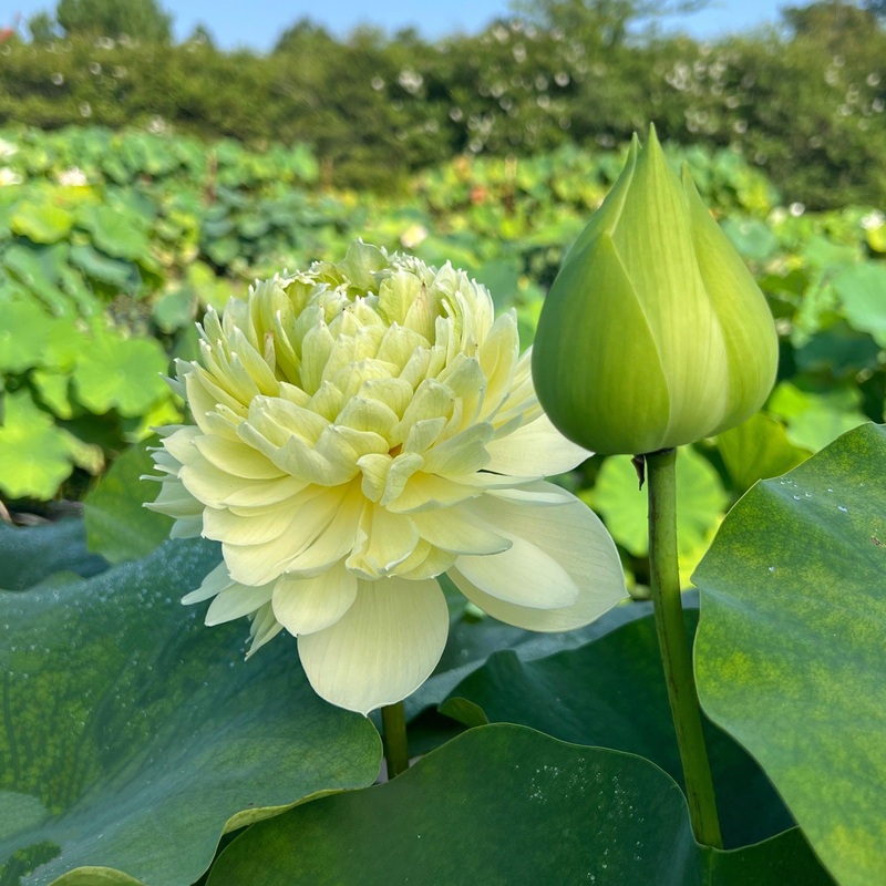 Gwendolyn's Golden Glow Lotus (Bare Root)