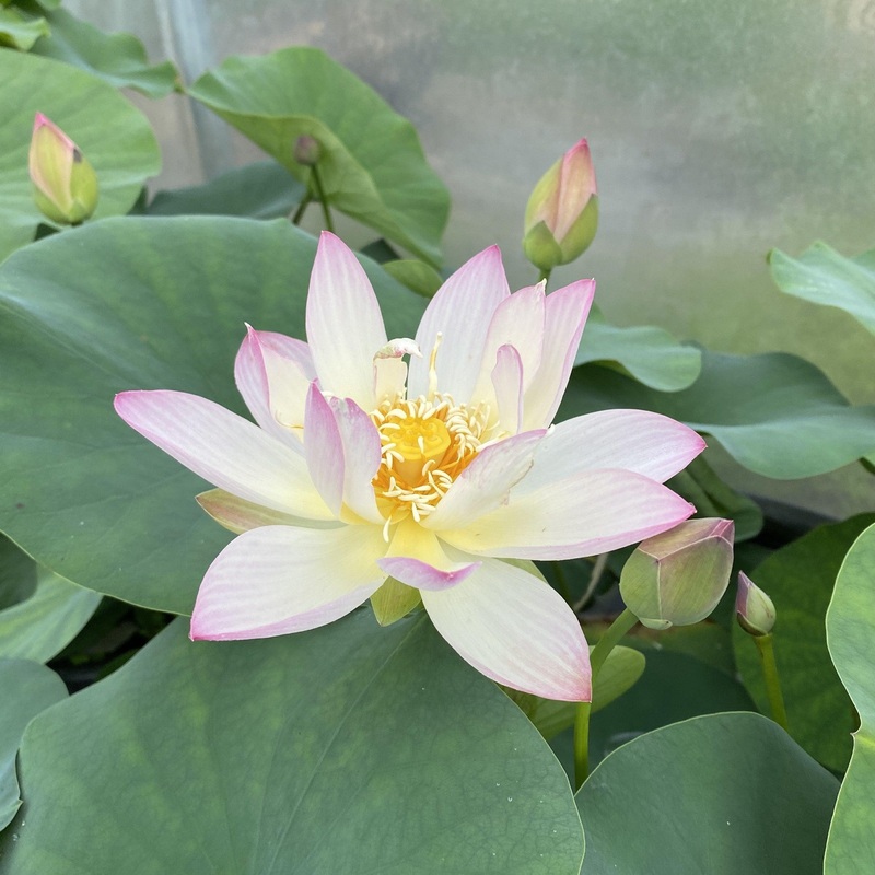Hands of the Goddess of Mercy - Serenity Reigns Lotus (Bare Root)