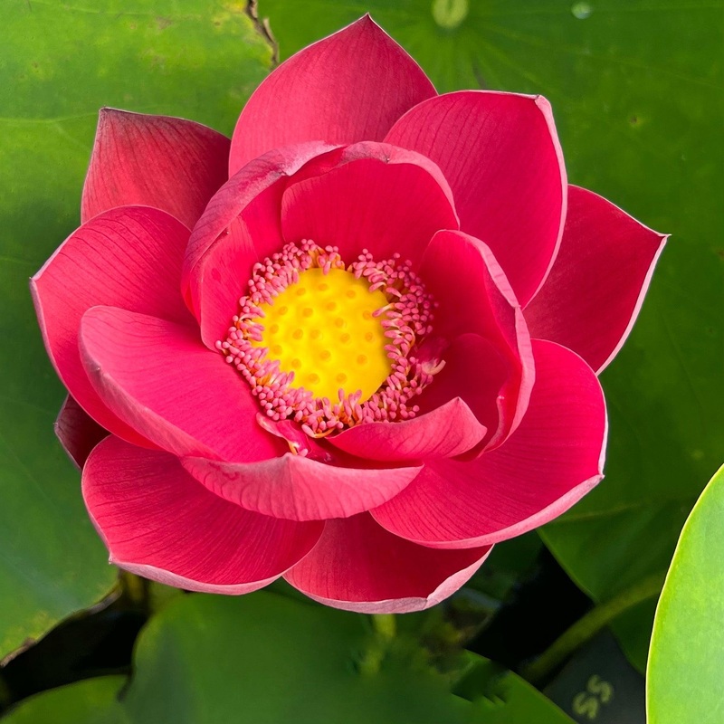 Happy Lover Lotus (Bare Root)