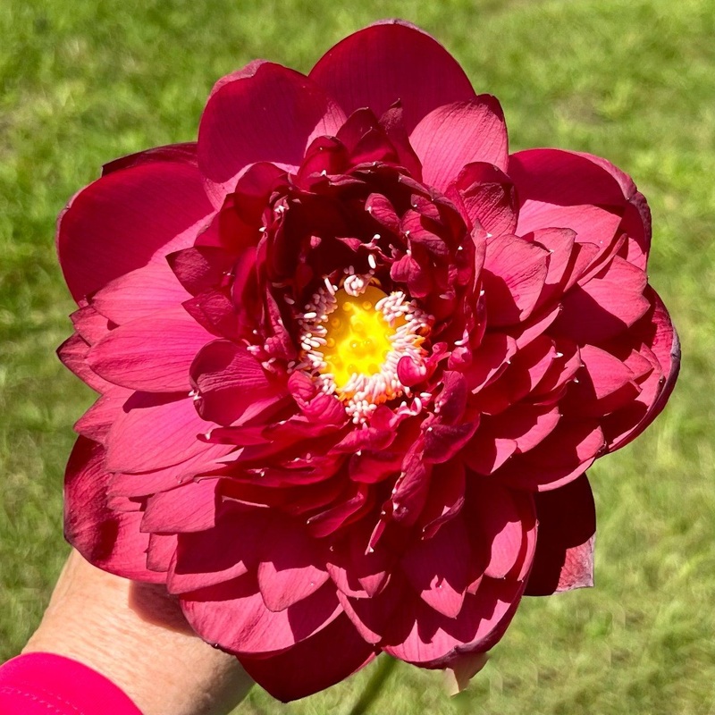Heart Blood 16 Lotus (Bare Root)