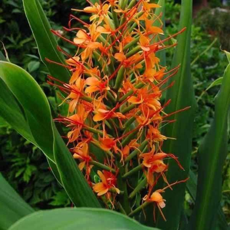 Hedychium 'Tara' - Flowering Ginger, Red/Orange (Bare Root)