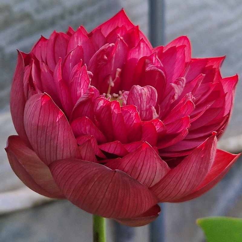 Hermosa Rose - Beautiful Rose Lotus (Bare Root)