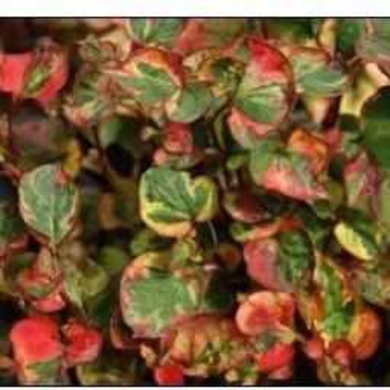 Houttuynia Cordata 'Variegata'  - Chameleon Plant (Bare Root)