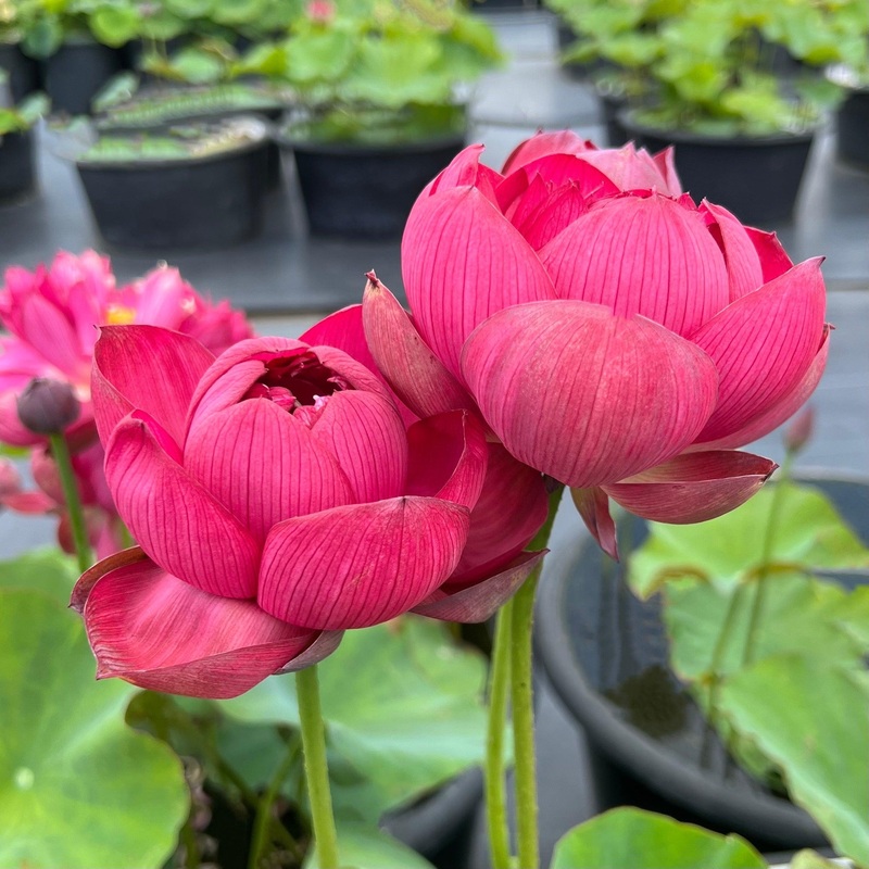 Impressions of West Lake Lotus (Bare Root)