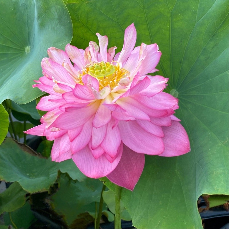 India's Double Beauty Lotus (Bare Root)