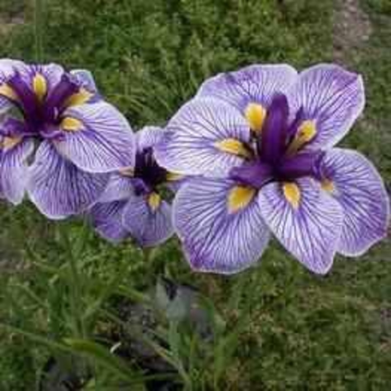 Iris Ensata 'Hall of Marble' (Bare Root)