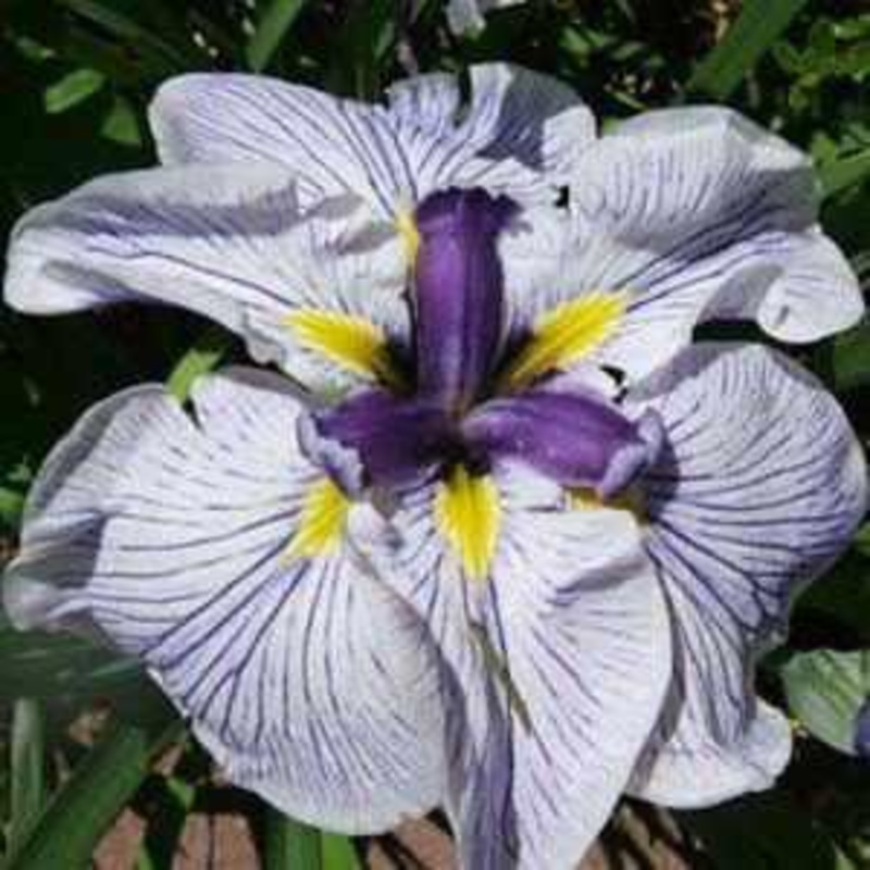 Iris Ensata 'Hegira' - Dark Purple (Bare Root)