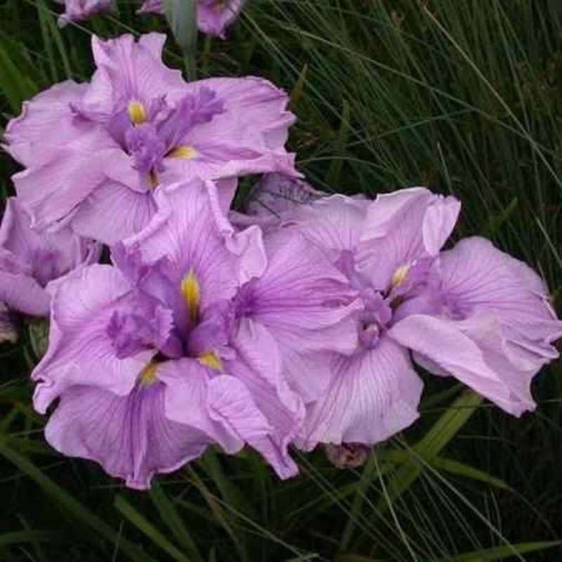 Iris Ensata 'Melody' Pink (Bare Root)