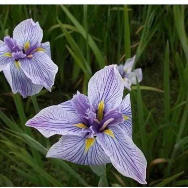 Iris Ensata 'Pinstripe' Japanese Iris (Bare Root)