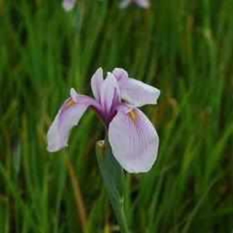 Iris Ensata 'Rose Queen' (Bare Root)