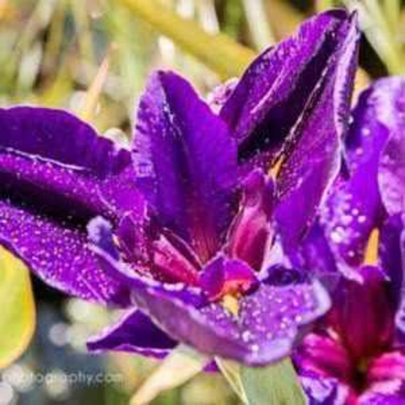 Iris Louisiana 'Bali Nights' (Bare Root)