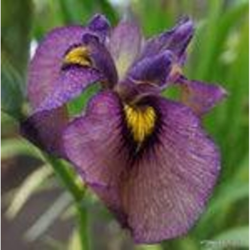 Iris Pseudata 'Yasha' (Bare Root)