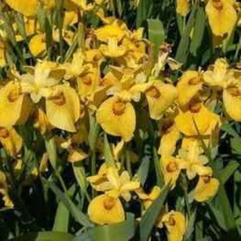 Iris 'Roy Davidson' (Bare Root)