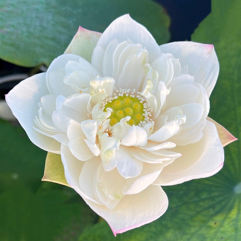 Jade-like Snow Mini-Lotus (Bare Root)