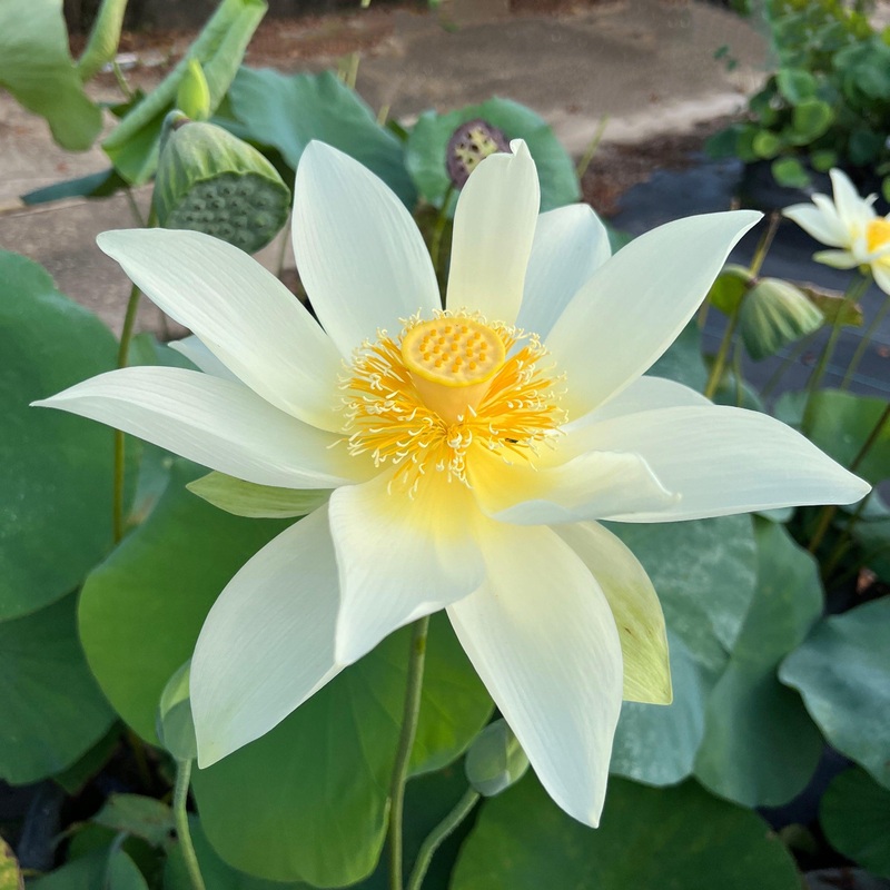 Jinling Elite - Huge Flowered Lotus (Bare Root)