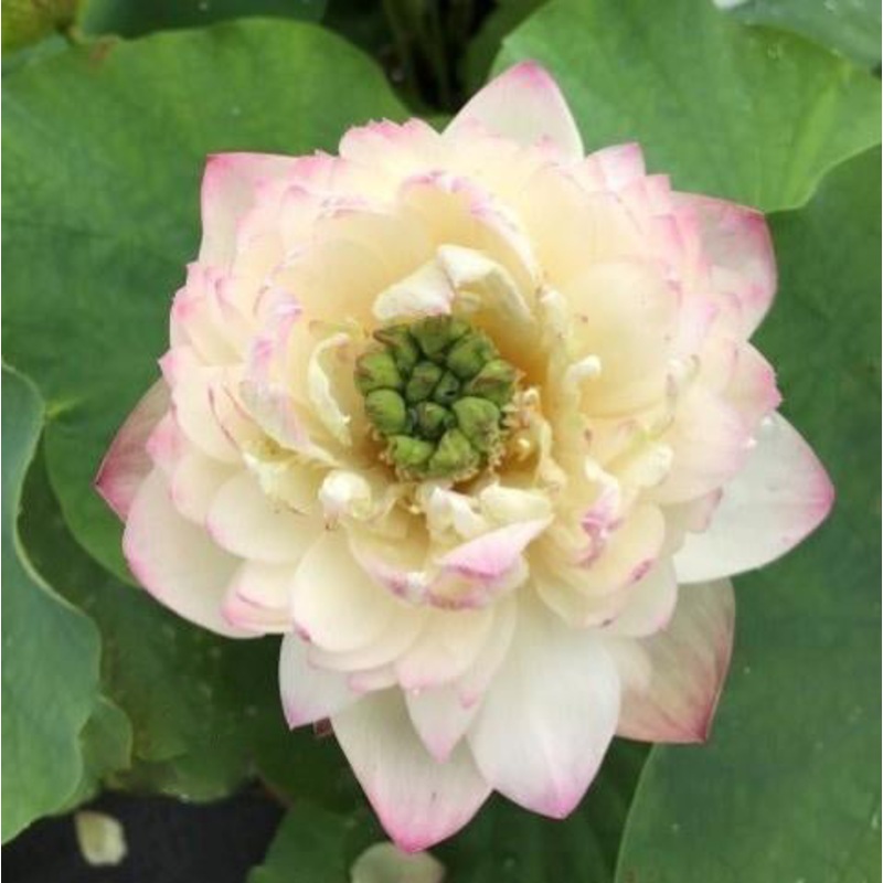 Jinling Frost - Icing on the Cake Lotus (Bare Root)