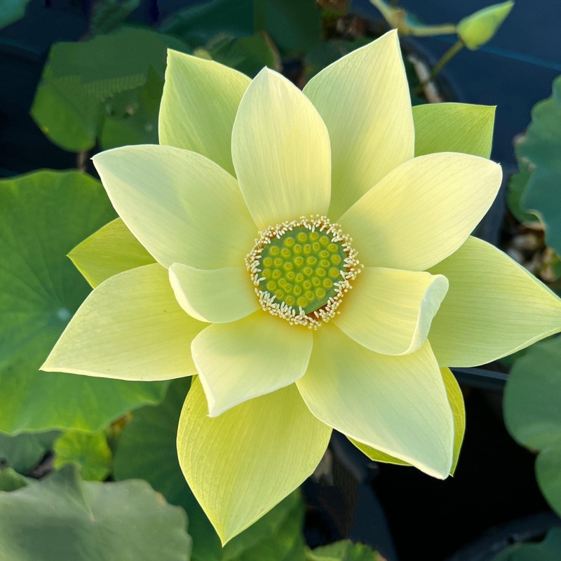 Jinling Jasper Lotus (Bare Root)
