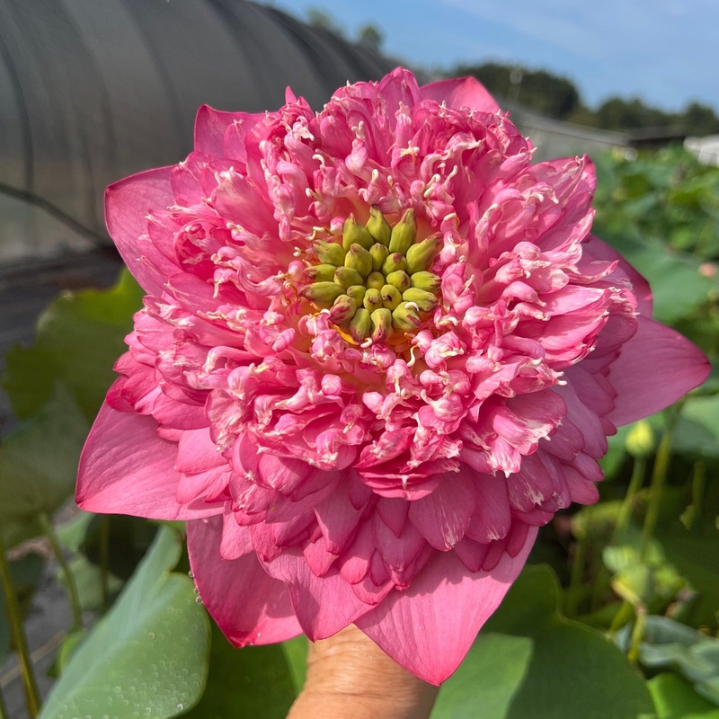 Kaveri Lotus (Bare Root)