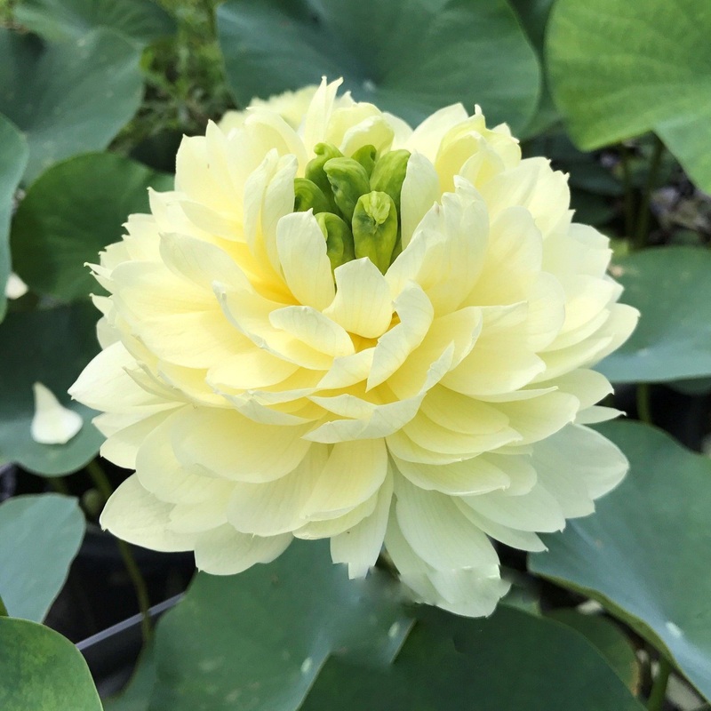 Lemon & Lime Lotus (Bare Root)